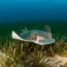 Spotted Eagle Ray, Young