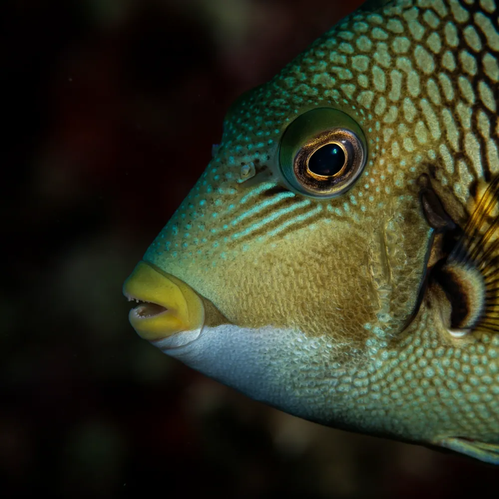 Spotted Oceanic Triggerfish