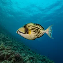 Spotted Oceanic Triggerfish, Female
