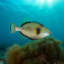Spotted Oceanic Triggerfish, Male