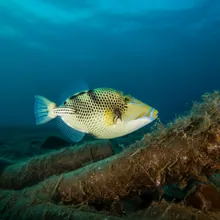 Spotted Oceanic Triggerfish, Young