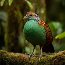 Sumatran Ground-cuckoo, Female