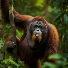 Sumatran Orangutan, Male