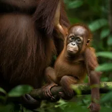 Sumatran Orangutan, Young