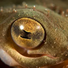 Thorny Skate, Close up