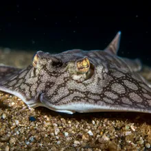Thorny Skate, Female
