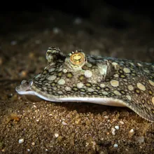 Thorny Skate, Male