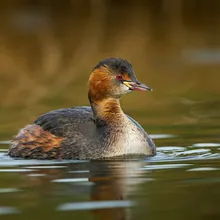 Titicaca Flightless Grebe, Female
