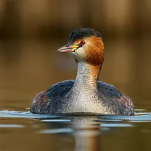 Titicaca Flightless Grebe, Male