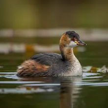 Titicaca Flightless Grebe, Young