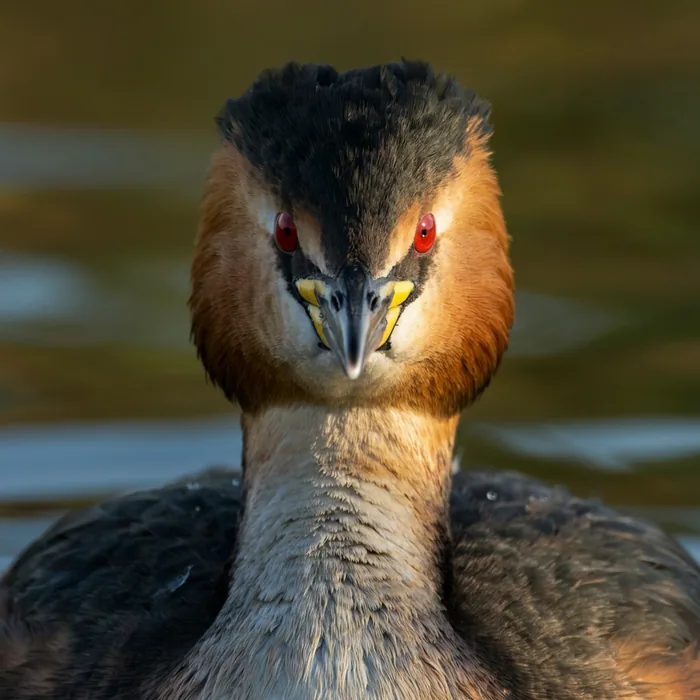 Titicaca Flightless Grebe