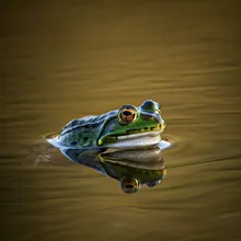Titicaca Water Frog, Female