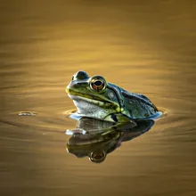 Titicaca Water Frog, Male
