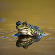 Titicaca Water Frog, Young