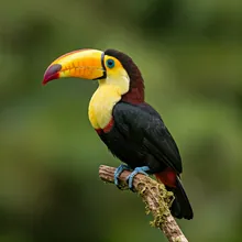 Toucan, Female