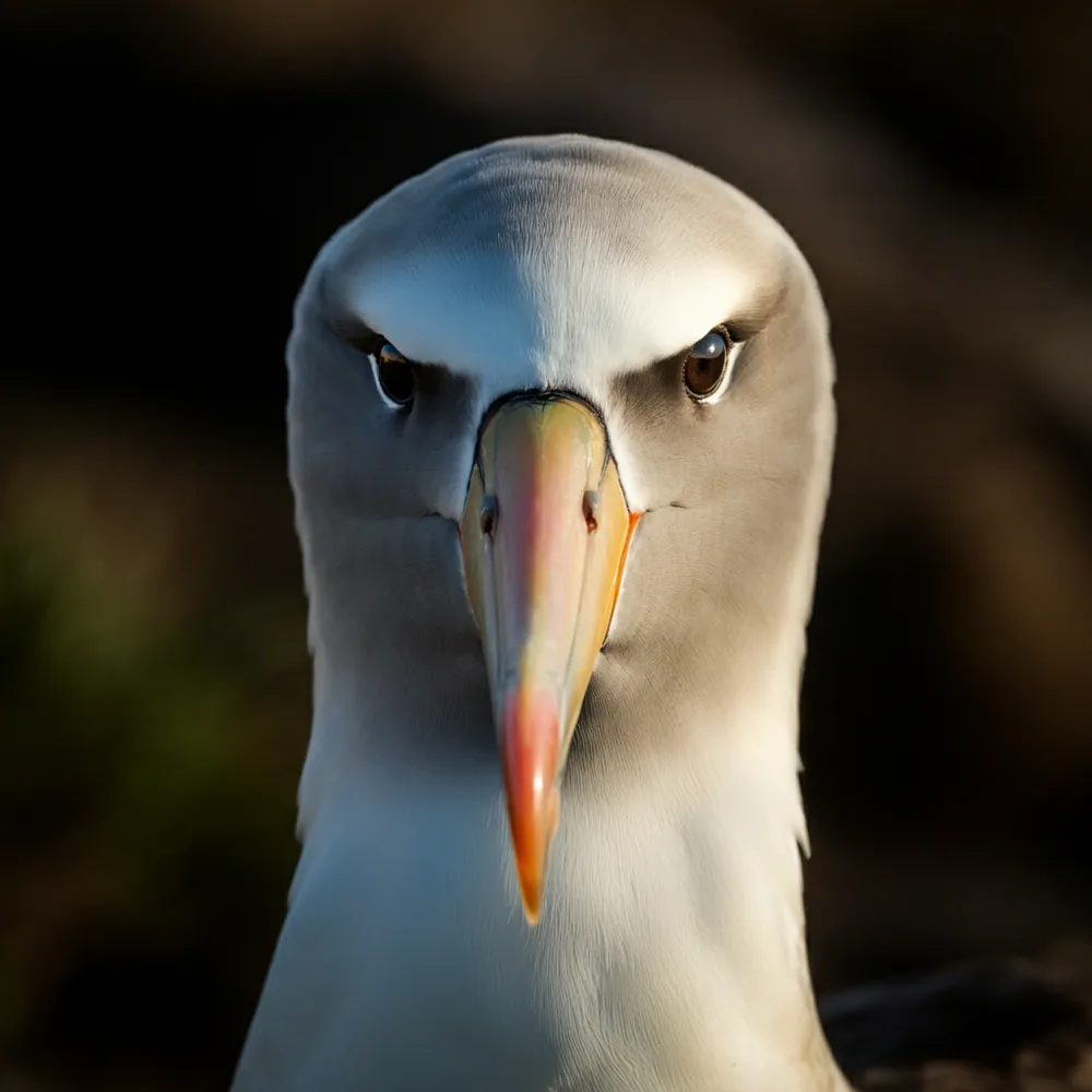 Tristan Albatross