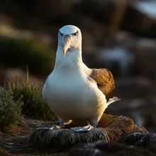 Tristan Albatross, Female