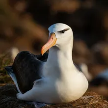 Tristan Albatross, Male