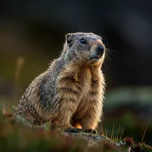 Vancouver Island Marmot, Male
