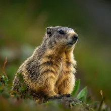 Vancouver Island Marmot, Young