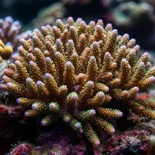 Vulnerable Coral, Female