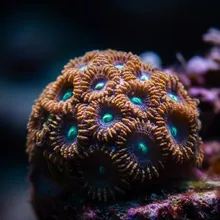Vulnerable Coral, Male