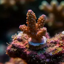 Vulnerable Coral, Young