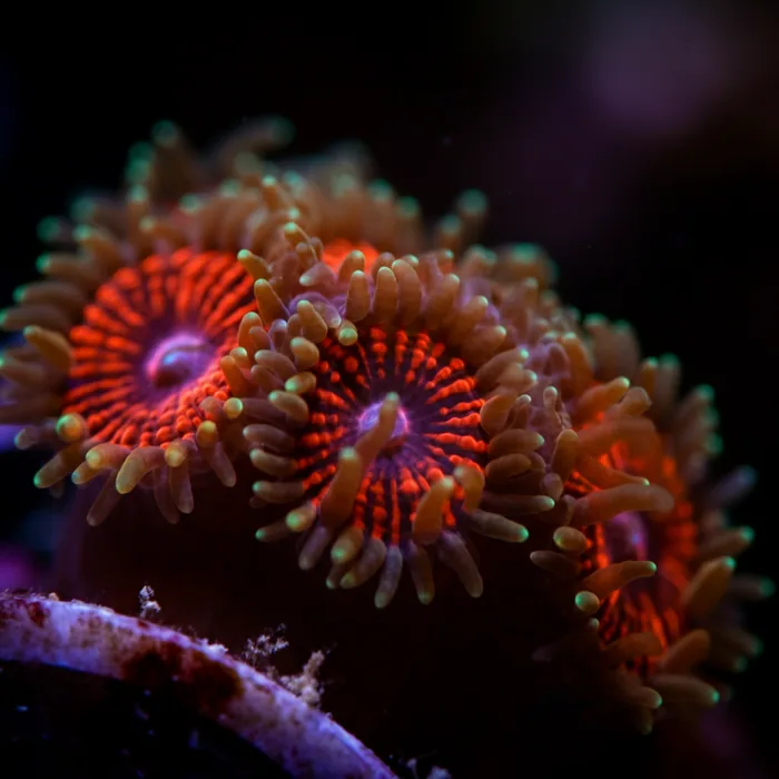 Vulnerable Coral