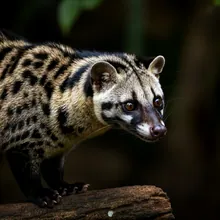 Vulnerable Masked Palm Civet, Male