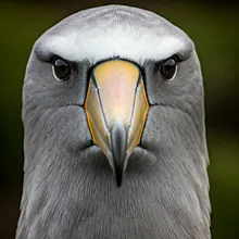 Waved Albatross, Close up