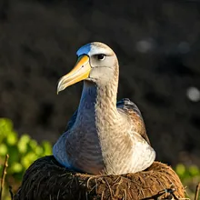 Waved Albatross, Female
