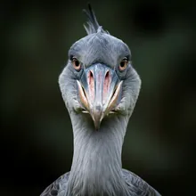 Waving Albatross, Close up