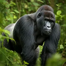 Western Gorilla, Female