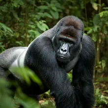 Western Gorilla, Male