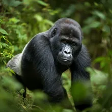 Western Gorilla, Young