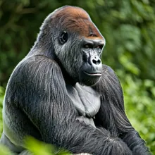 Western Lowland Gorilla, Male