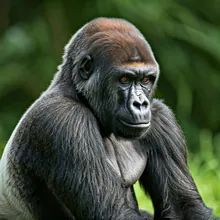 Western Lowland Gorilla, Young