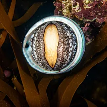 White Abalone, Female