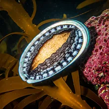 White Abalone, Male