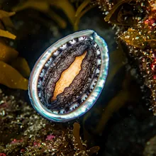 White Abalone, Young
