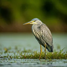 White-bellied Heron, Female