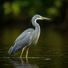White-bellied Heron, Male