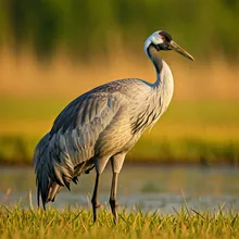 White-naped Crane, Male