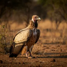 White-rumped Vulture, Male