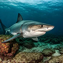 White Shark, Young