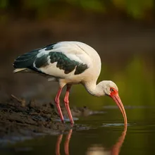 White-shouldered Ibis, Female