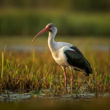 White-shouldered Ibis, Male