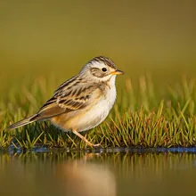 White-winged Flufftail, Female