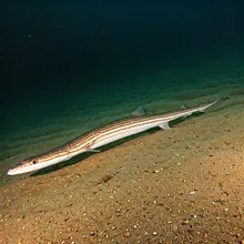 Whitefin Guitarfish, Male
