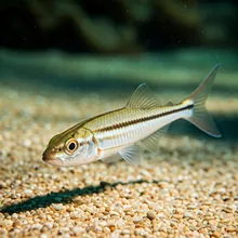 Whitefin Guitarfish, Young